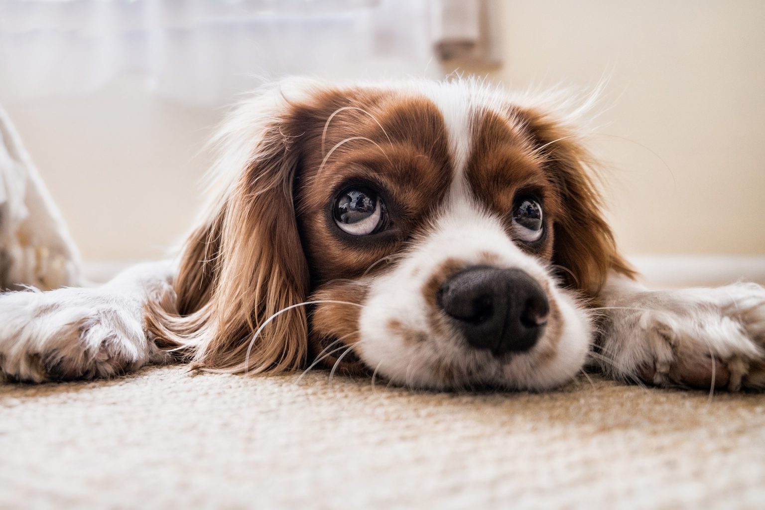 Pet Expo At The Library | Big Horn Basin Media