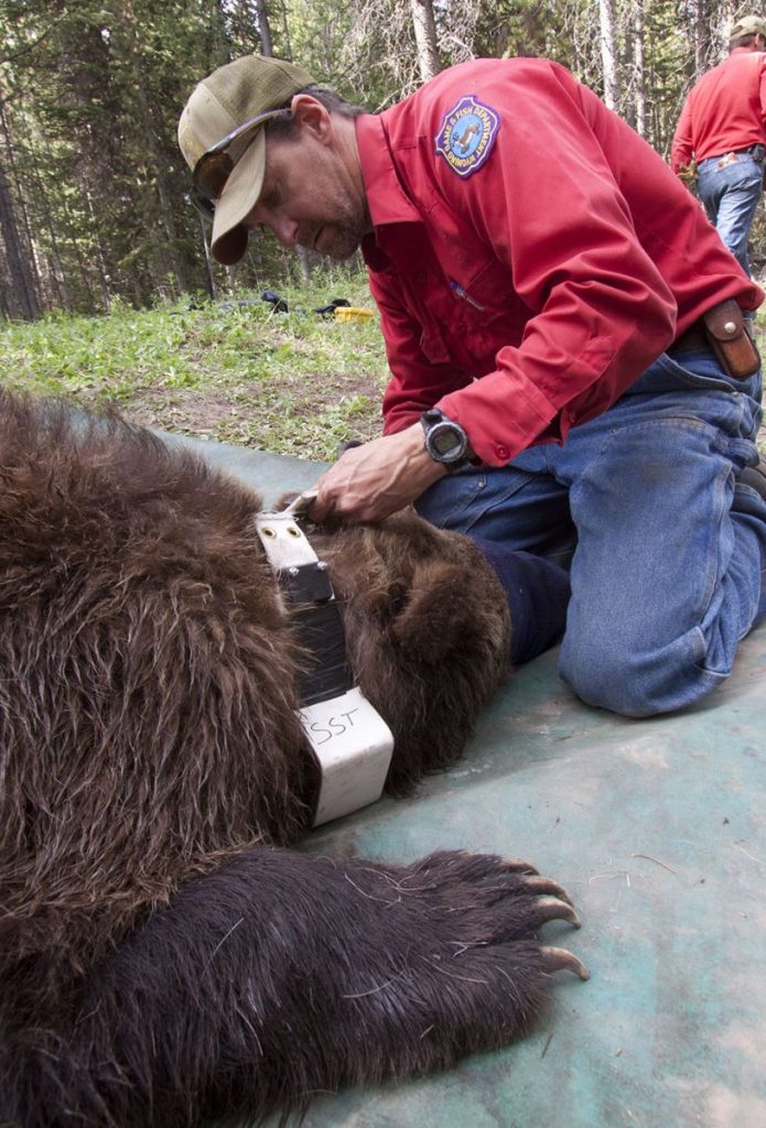 Grizzly Bear Captures For Research Purposes Set To Begin In Yellowstone National Park Big Horn 9926