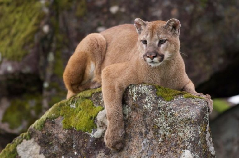 mountain-lions-big-horn-basin-media