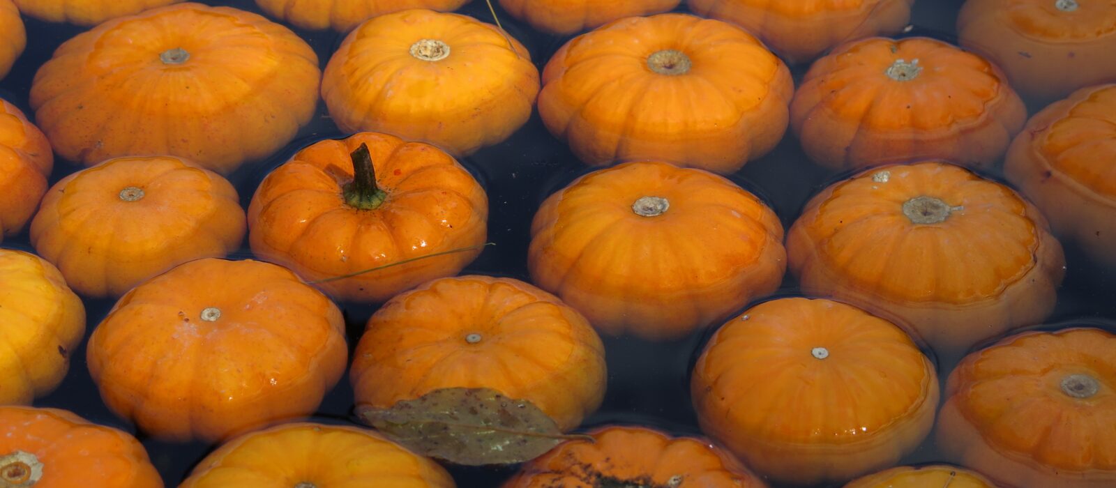 Pumpkins in water
