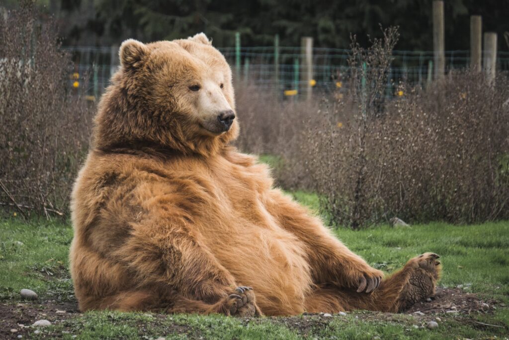 Bear sitting down.