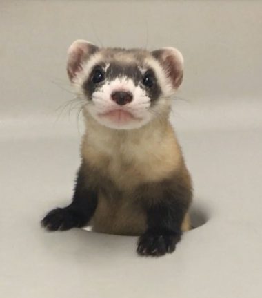 Cloned black-footed ferret