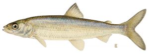 Cisco Fish