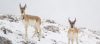 Pronghorn Bucks in Snow