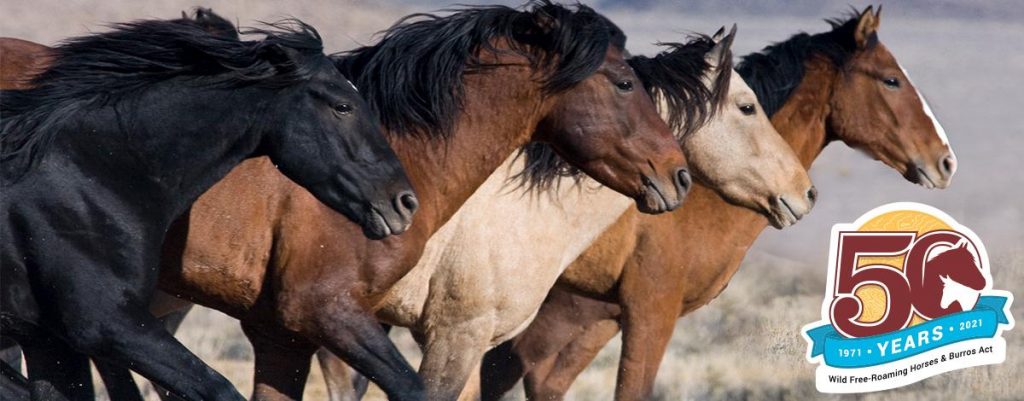 50th Anniversary of Horses and Burros Act