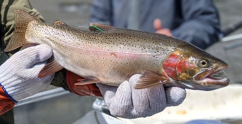 Tagged Trout -- something to be aware of as you review the Yellowstone fishing rules