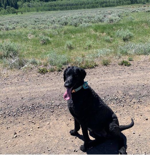 missing Yellowstone dog