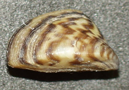 A zebra mussel, one of the invasive species in Yellowstone