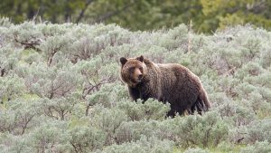 NPS Grizzly Sow