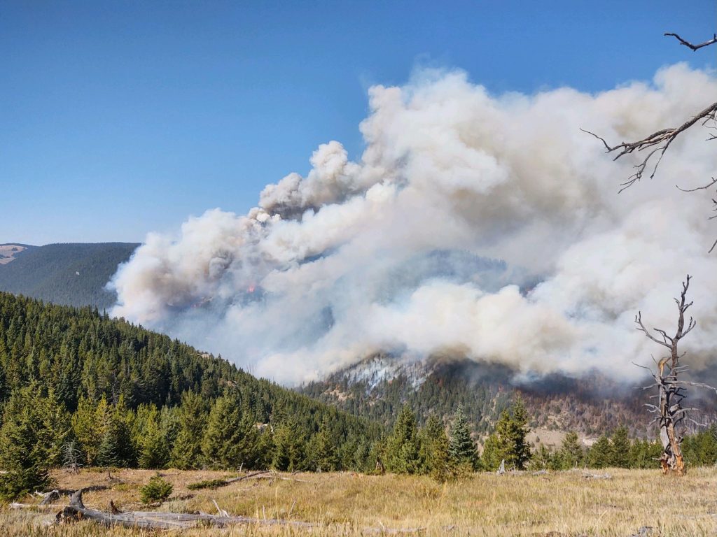 Smoke rises from a pine forest on a clear day. Yellowstone fire activity plays an important role in the park's ecosystem, so here's some information about wildfire in Yellowstone.