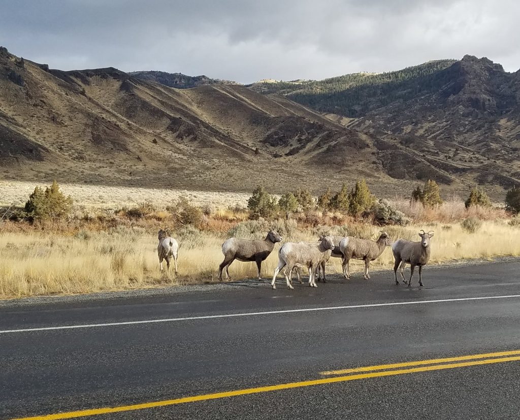 WY Game and Fish Sheep in the Road