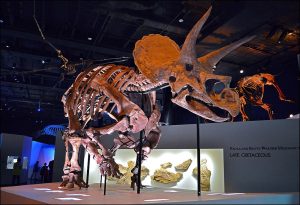 Wyoming Triceratops in Houston