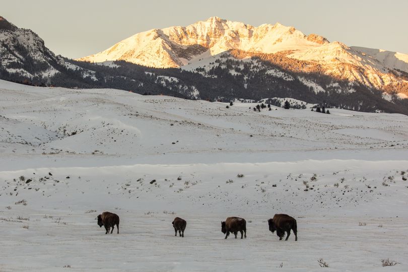 Yellowstone bison in winter, a time when the Yellowstone wolverine dens
