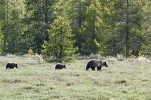 Grand Teton grizzlies
