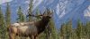 Bull elk bugling in Canadian Rockies