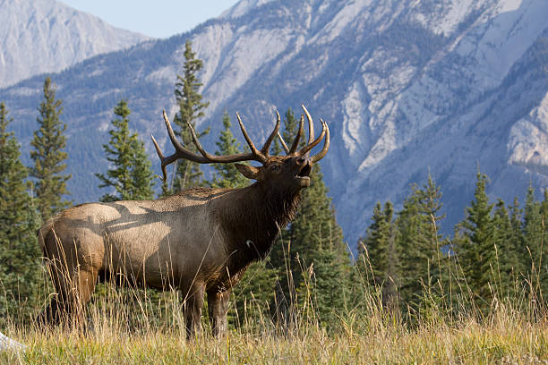 Bull elk bugling in Canadian Rockies