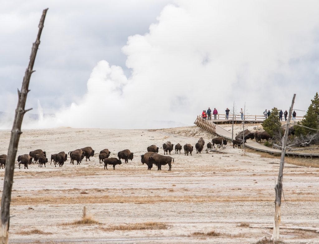 Before you see the wildlife and geothermal features pictured here, learn about the Yellowstone entrance fee