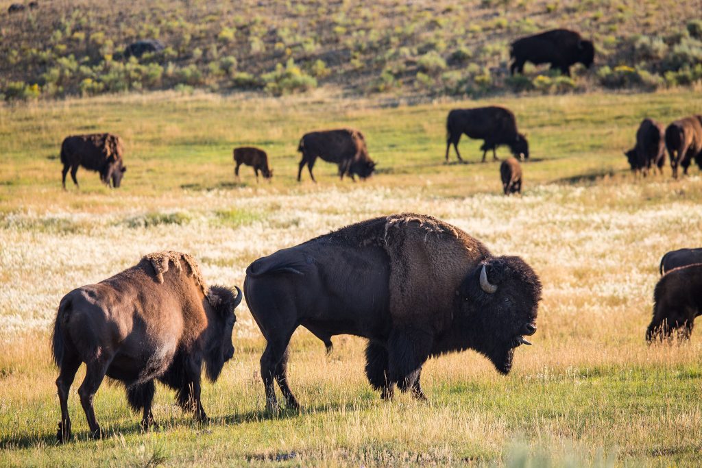 Hayden Valley is one of the best places to see bison in Yellowstone
