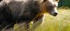Yellowstone bear safety is crucial in Yellowstone National Park