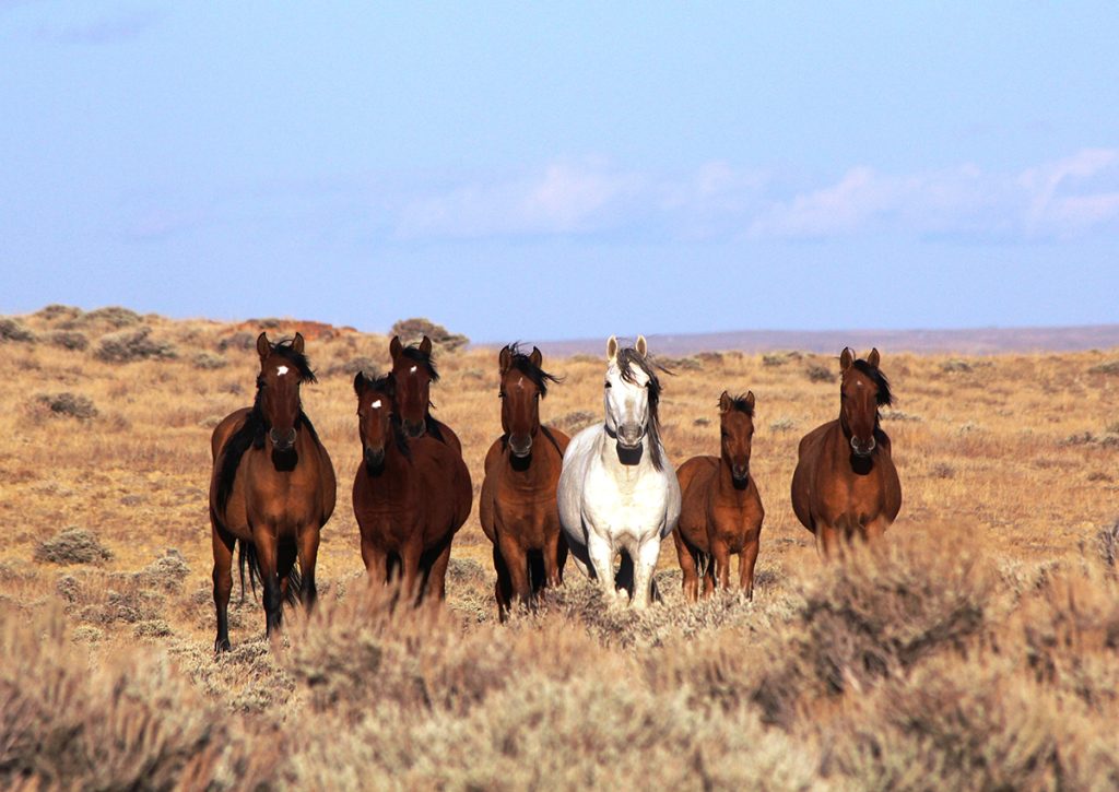 Wild Horses in Great Divide Basin