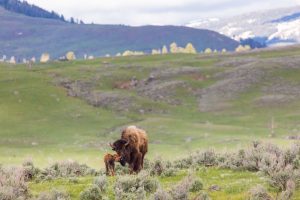Bison and calf in Lamar Valley, Yellowstone NP