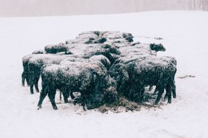Cattle feeding in heavy snow