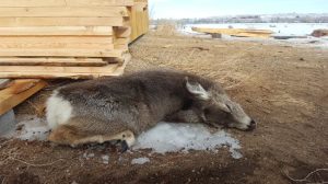mule deer dead from eating hay