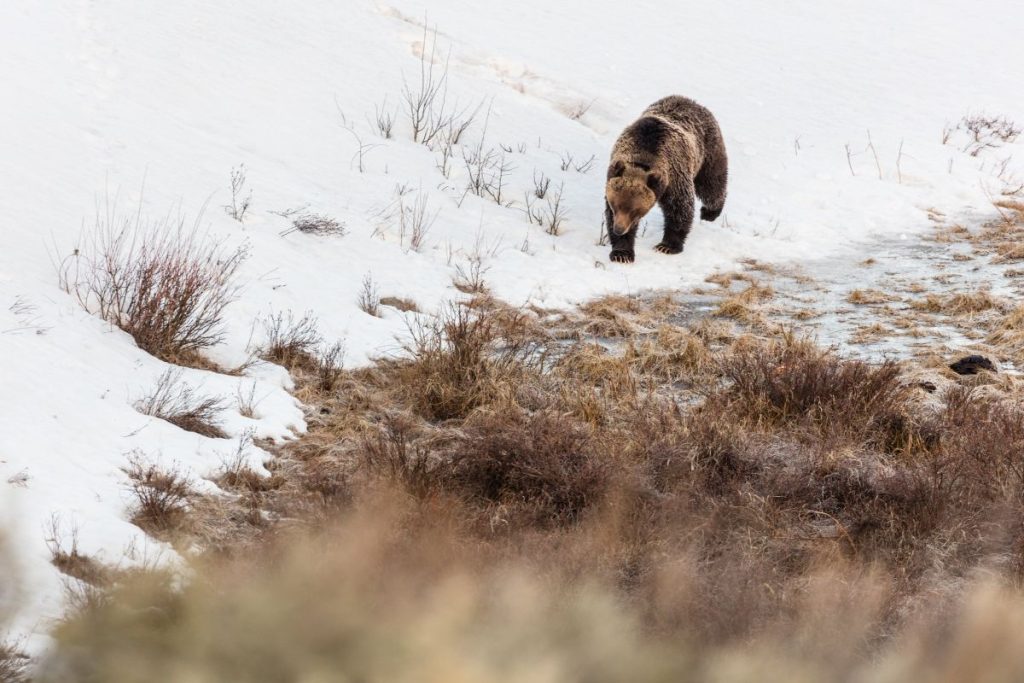 Grizzly boar walks along the edge of Blacktail Ponds (Yellowstone)