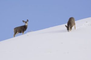 Mule deer foraging in deep snow