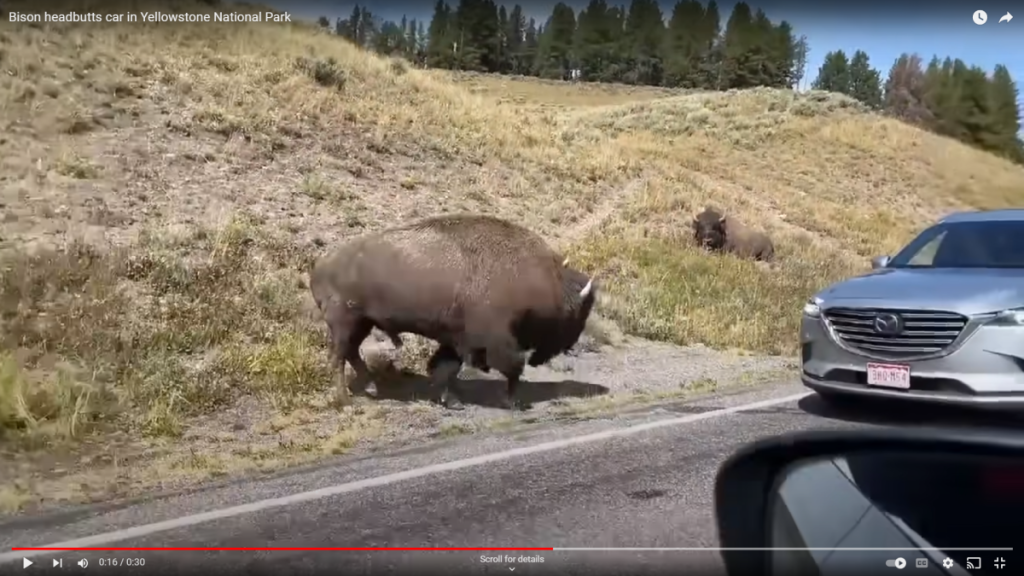 Yellowstone bison preparing to headbutt vehicle