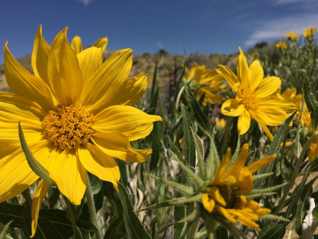 Badlands Mule-Ears blossoms growing in their native Wyoming