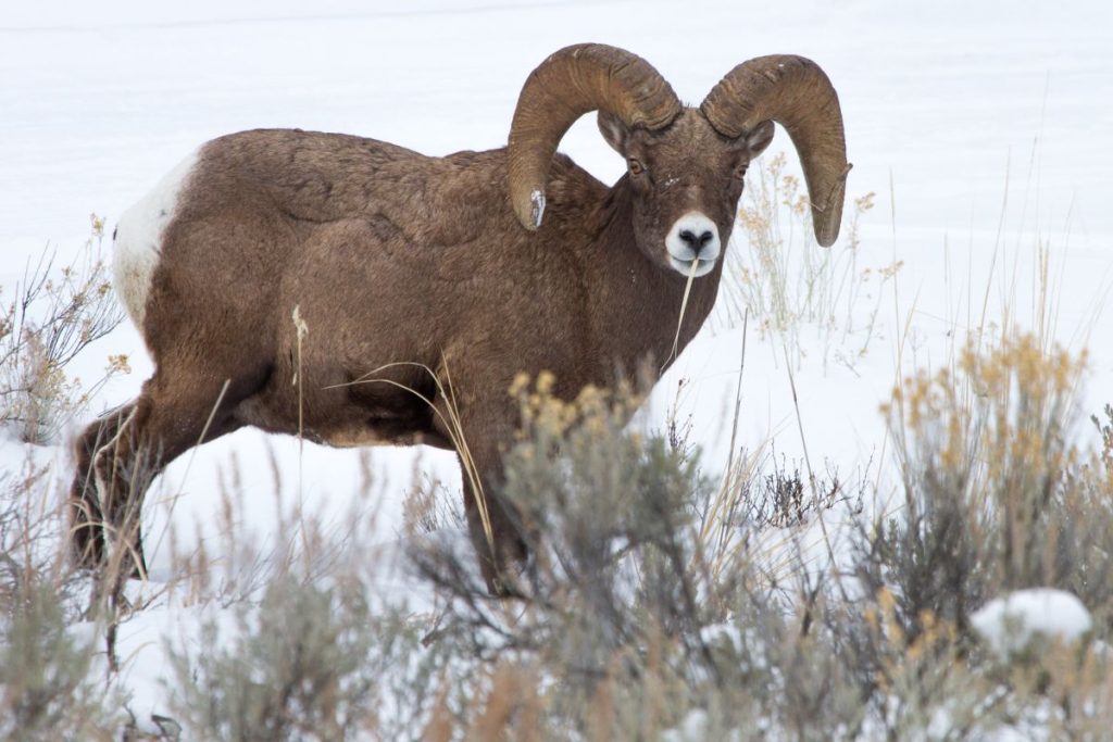 Yellowstone Bighorn Sheep in Winter -- a superb example of Yellowstone wildlife viewing