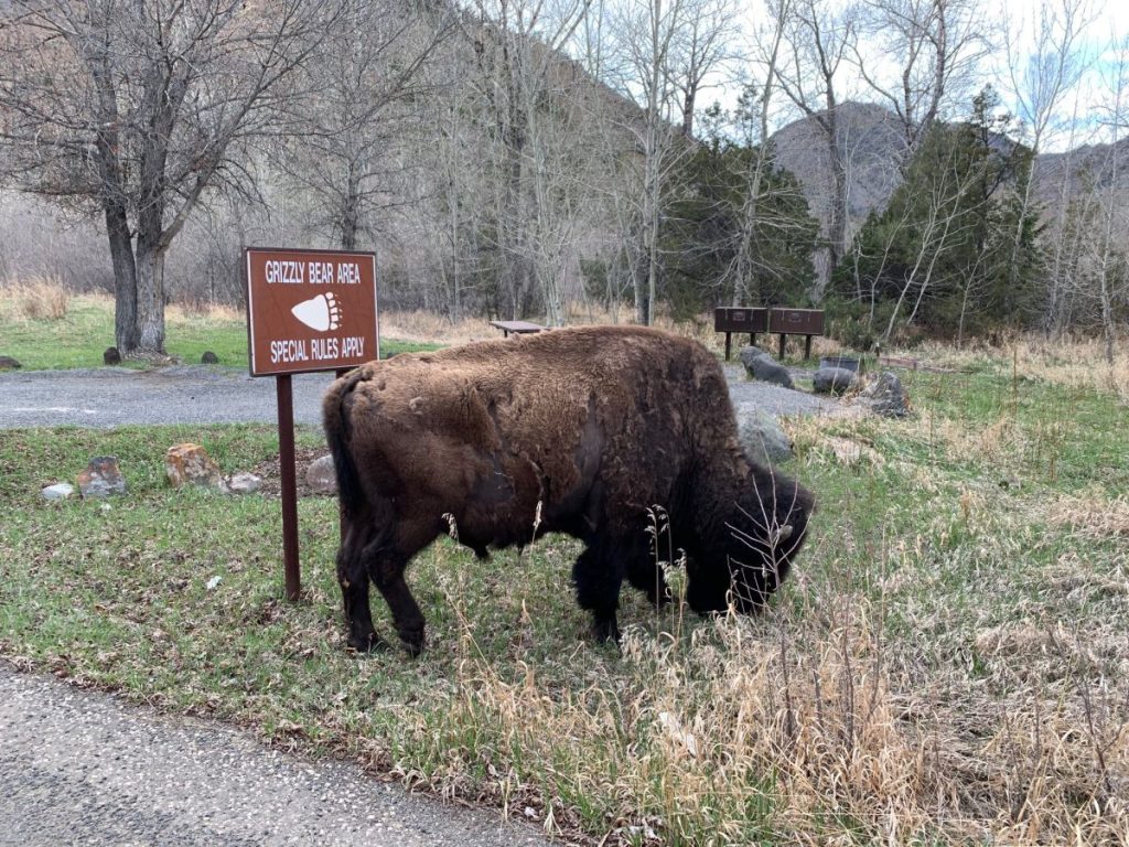 This bison grazing in Elk Fork Campground is enjoying one of the best campgrounds between Cody and Yellowstone