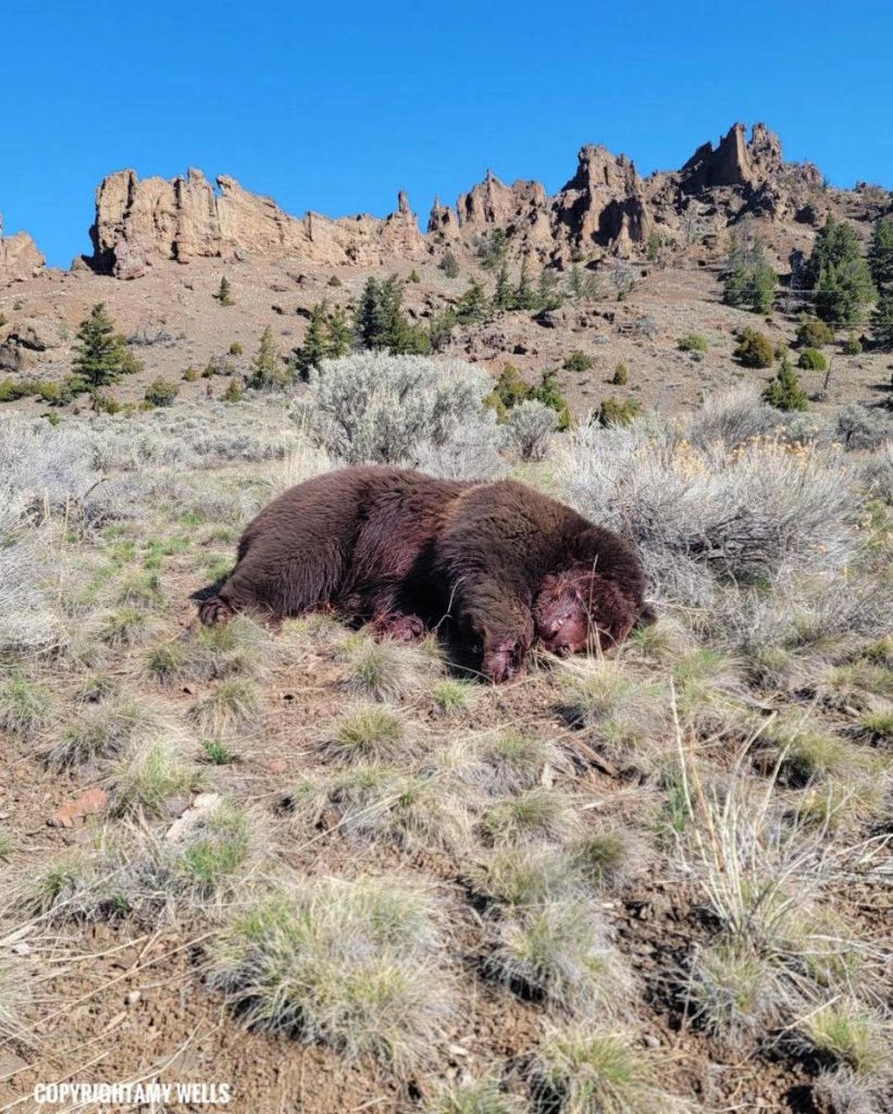 Poached grizzly along Northfork Highway
