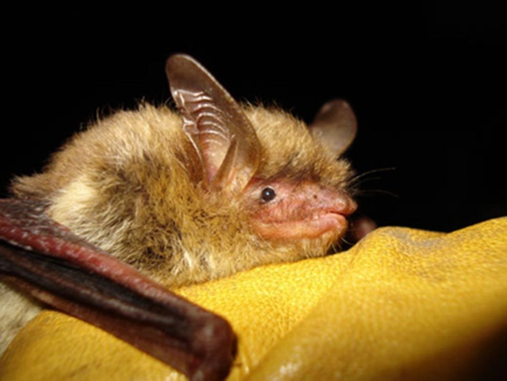 Northern Long Eared Bat
