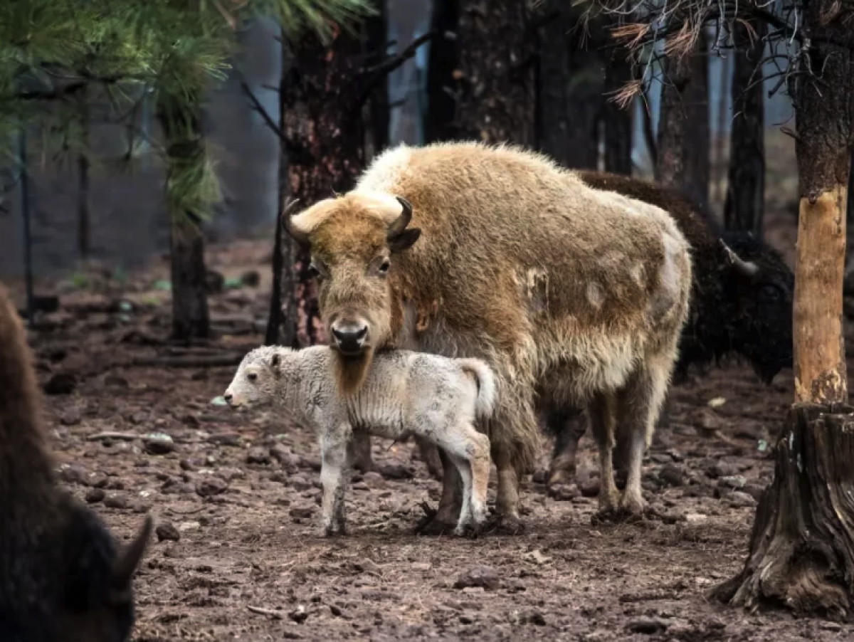 '1 In 10 Million' White Buffalo Calf Born In Wyoming State Park Big