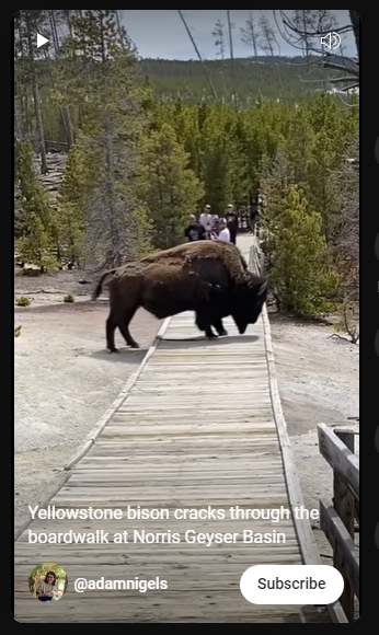 adamnigels Yellowstone bison boardwalk screenshot