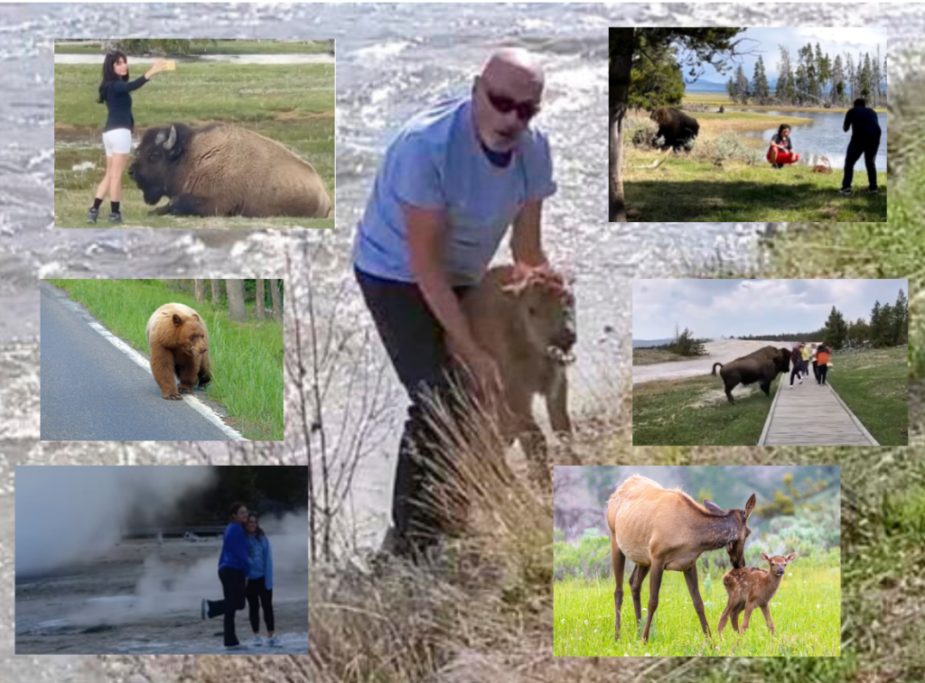 Yellowstone 2023 incidents photo collage