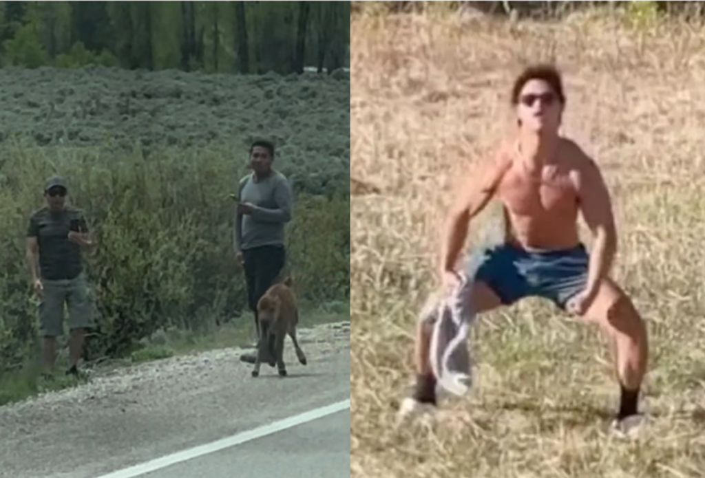 Photos of individuals seen harassing wildlife in Yellowstone & Grand Teton National Parks