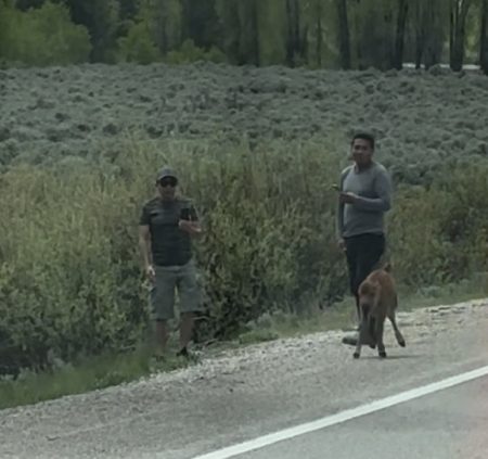 Two individuals harassing a bison calf in Grand Teton National Park
