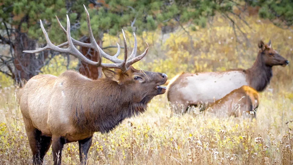 Elk In Yellowstone National Park