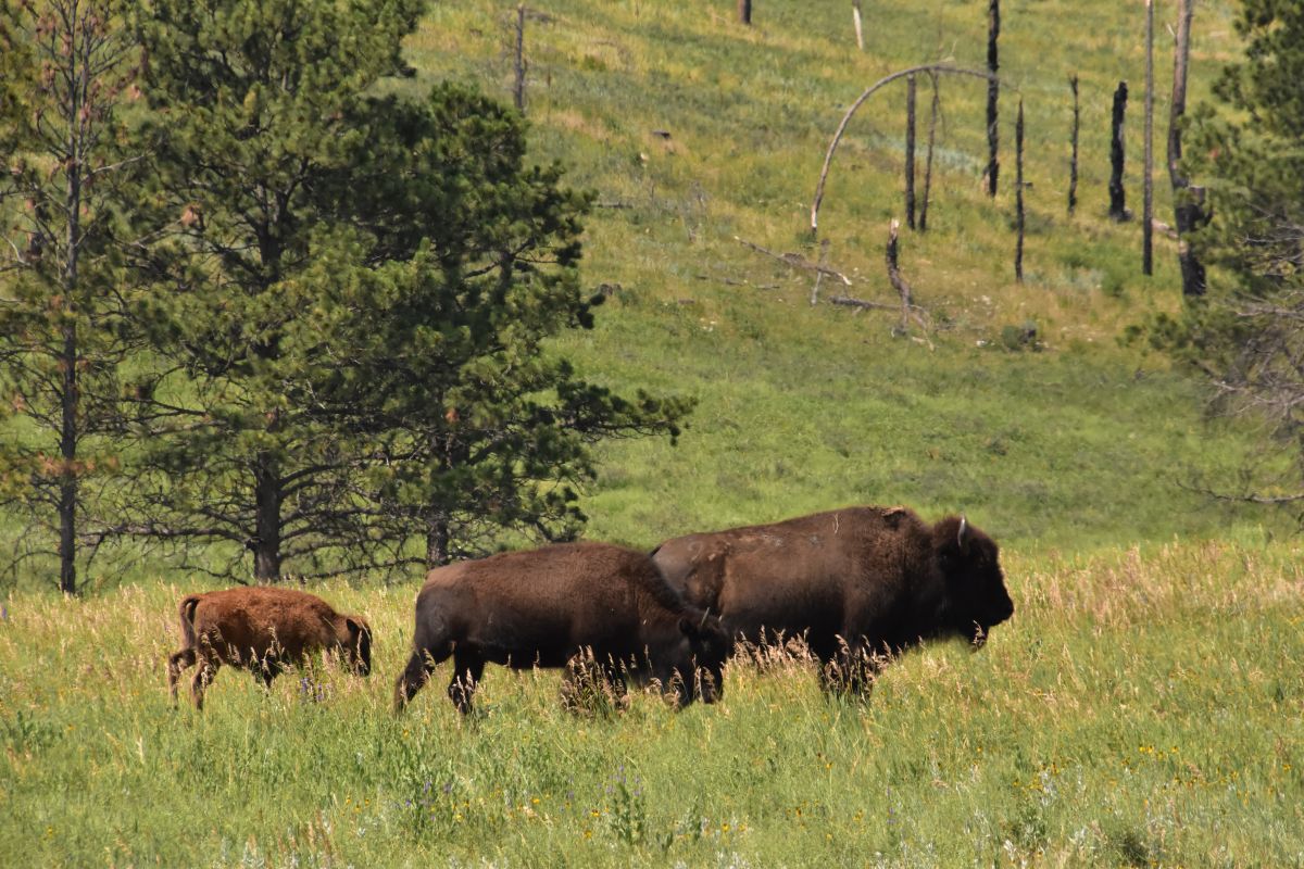 Woman Gored by Bison in Yellowstone National Park | Big Horn Basin Media