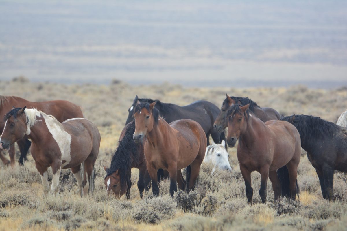 BLM Issues Decision on McCullough Peaks Wild Horse Herd Management Plan ...