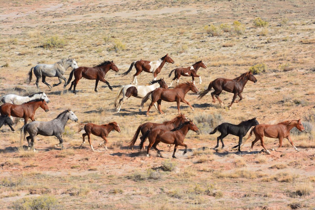 Wild Horse and Burro Adoption and Sale Events