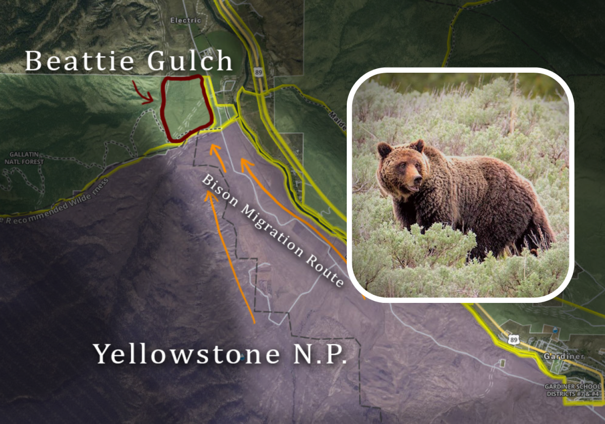 Grizzly Bear Shot And Killed By Hunter Outside Of Yellowstone National ...