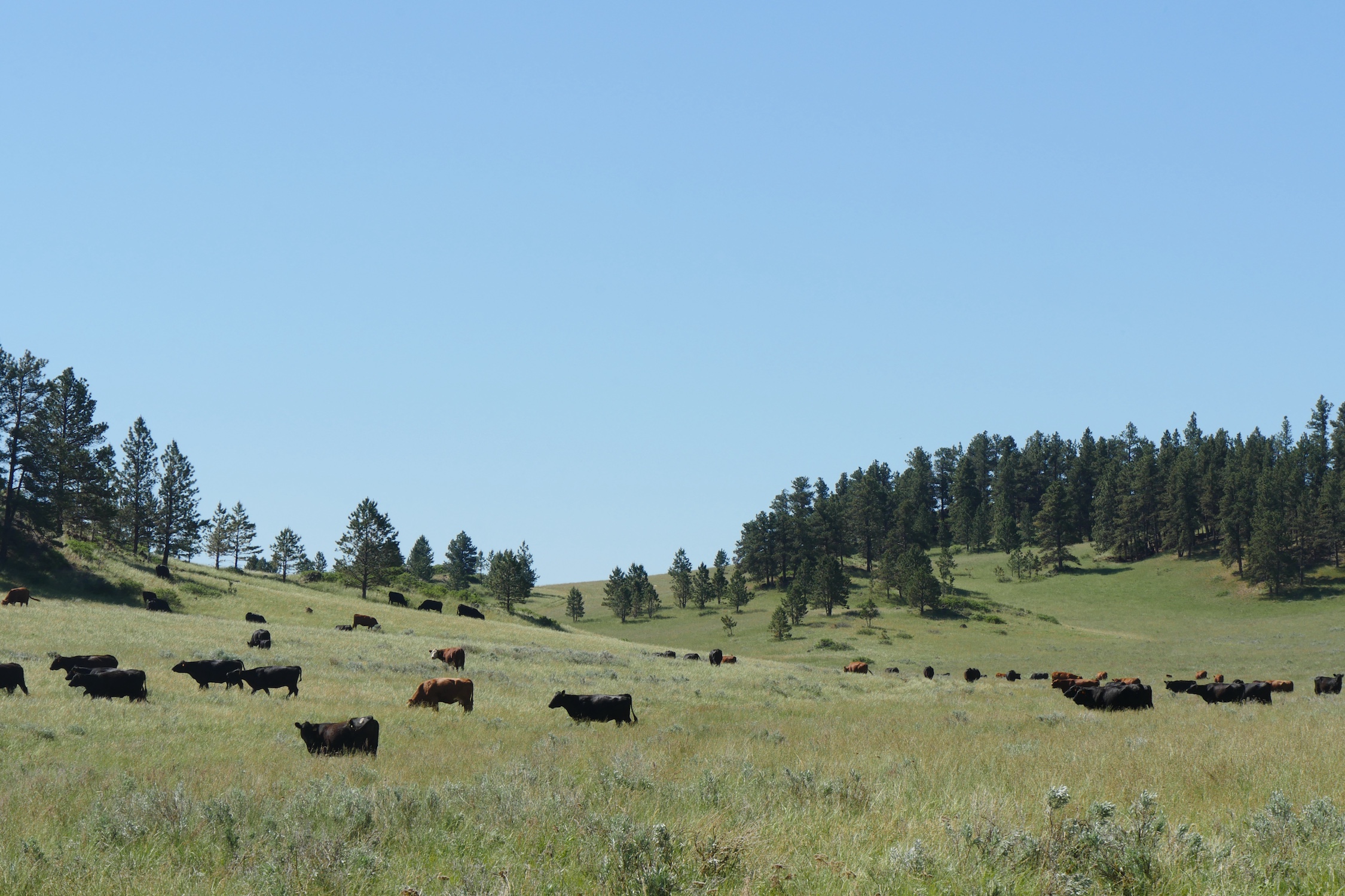 UW to Host Range Beef Cow Symposium in Cheyenne Nov. 10-11