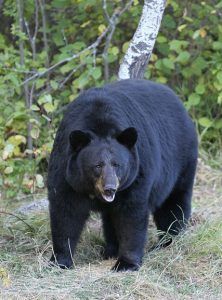 Game and Fish Cody Region to host public meeting on proposed changes to black bear hunting regulations