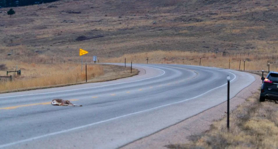 Recovering road-killed wildlife on Wyoming roads requires authorization from Game and Fish
