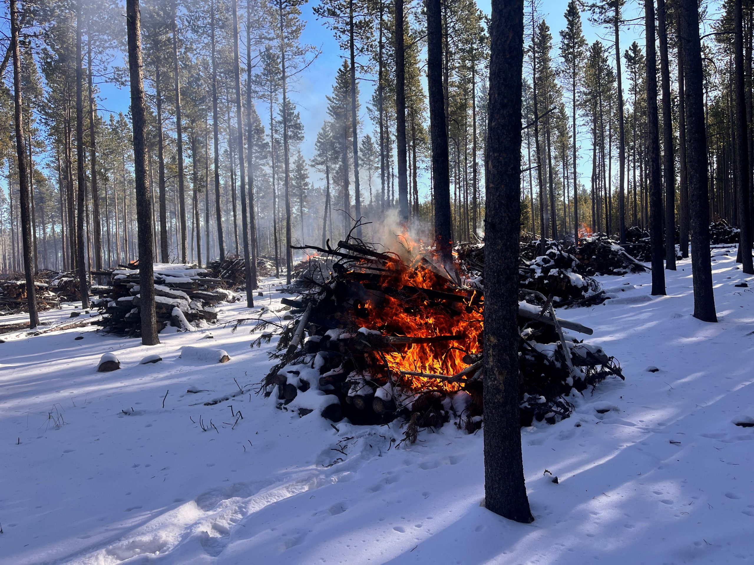 Shoshone National Forest Plans for Pile Burns